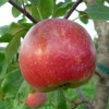Malus domestica 'Krista' - Õunapuu 'Krista' C6/6L